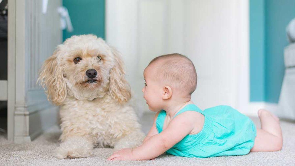 Imagen de un perro y un bebé