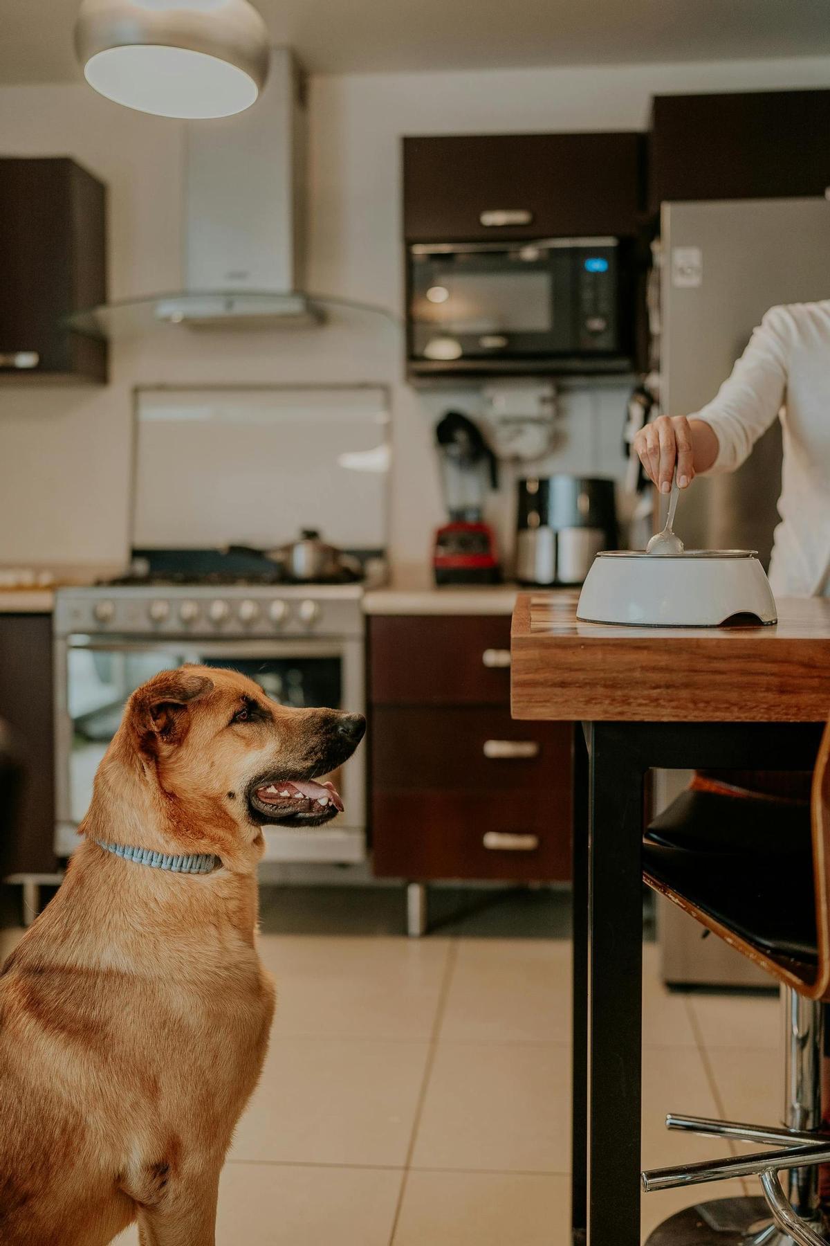 Un perro espera a que le pongan de comer en su comedero.