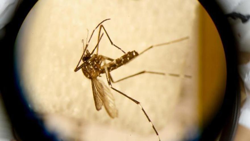 Se registra en España el primer caso de Zika por transmisión sexual
