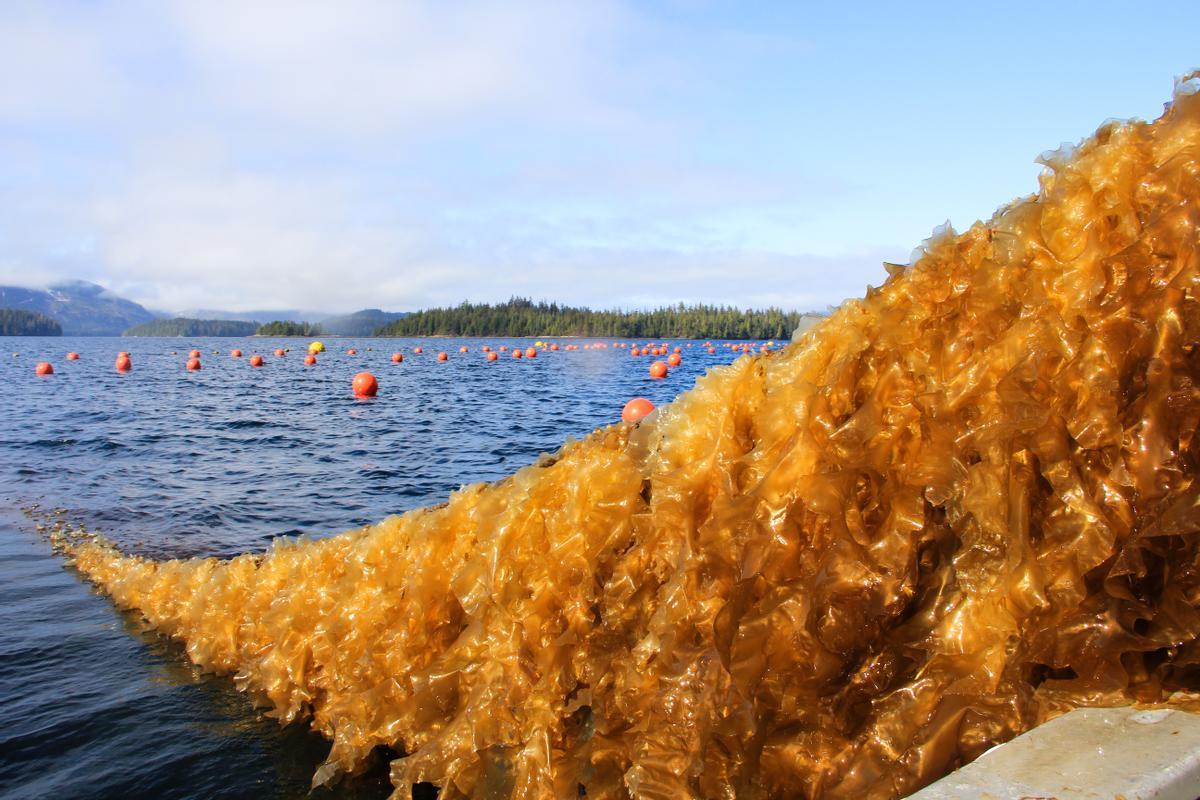 Kelp de azúcar en una granja en Alaska.