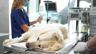 ¿Cuándo acudir a urgencia con tu mascota?: principales signos de alerta
