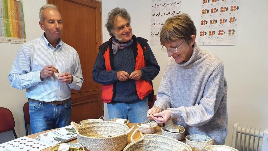 Agricultura en Mallorca: El gran potencial de las bellotas dulces rescatadas del olvido