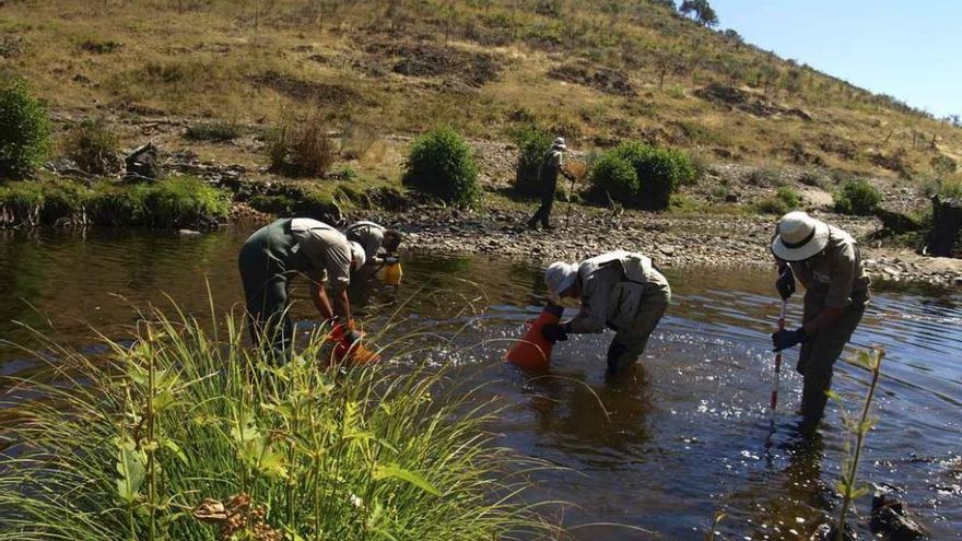 Un grupo de estudiosos recoge muestras de la población de náyades en el río Negro.