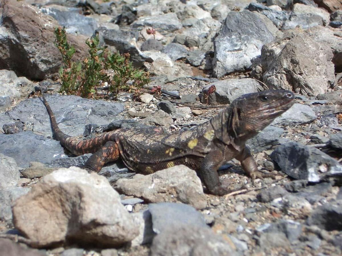 MD36 Madrid, 1.03.06.- Los 36 ejemplares de Lagarto Gigante de El Hierro que fueron puestos en libertad en 1999 y 2000 en el Roque Chico de Salmor han procreado, ya que en la actualidad hay 40 animales, con lo que el programa de reintroducción es positivo. EFE