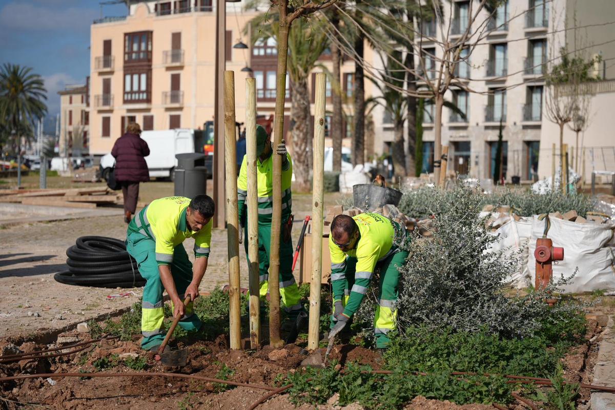 Trabajos de replantación en la plaza Llorenç Villalonga.