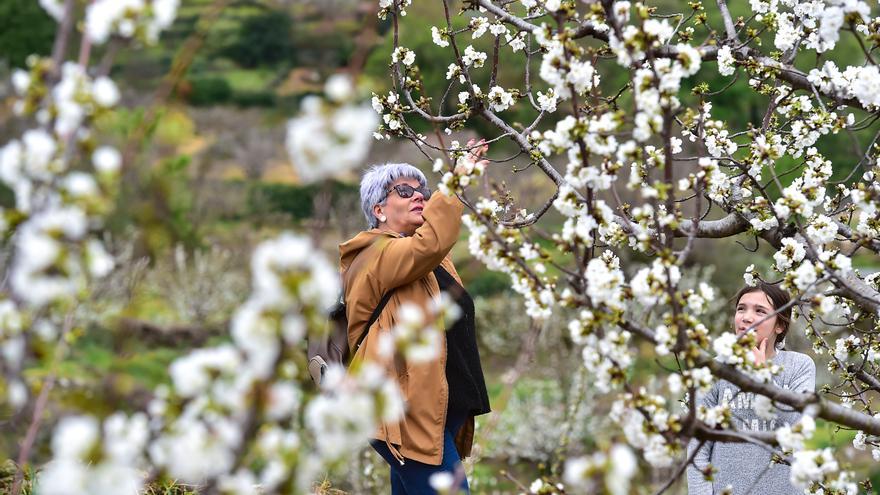 La programación del cerezo en flor en el Valle del Jerte