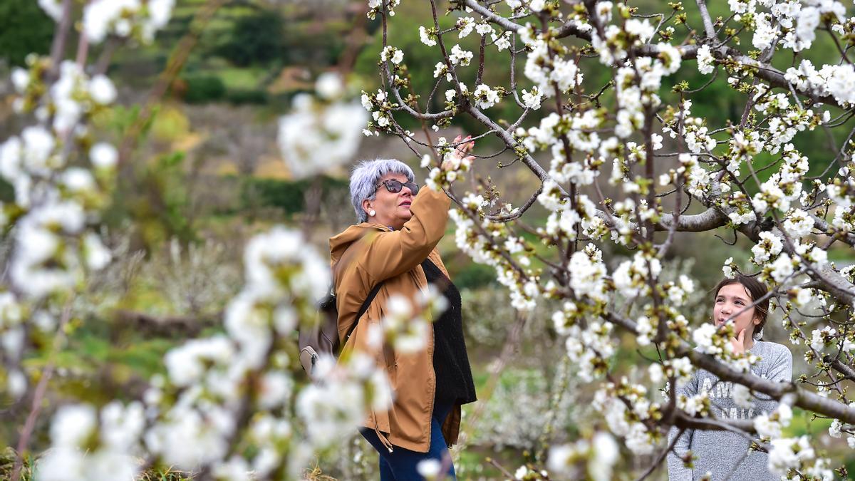 Imagen del cerezo en flor en el Valle del Jerte.