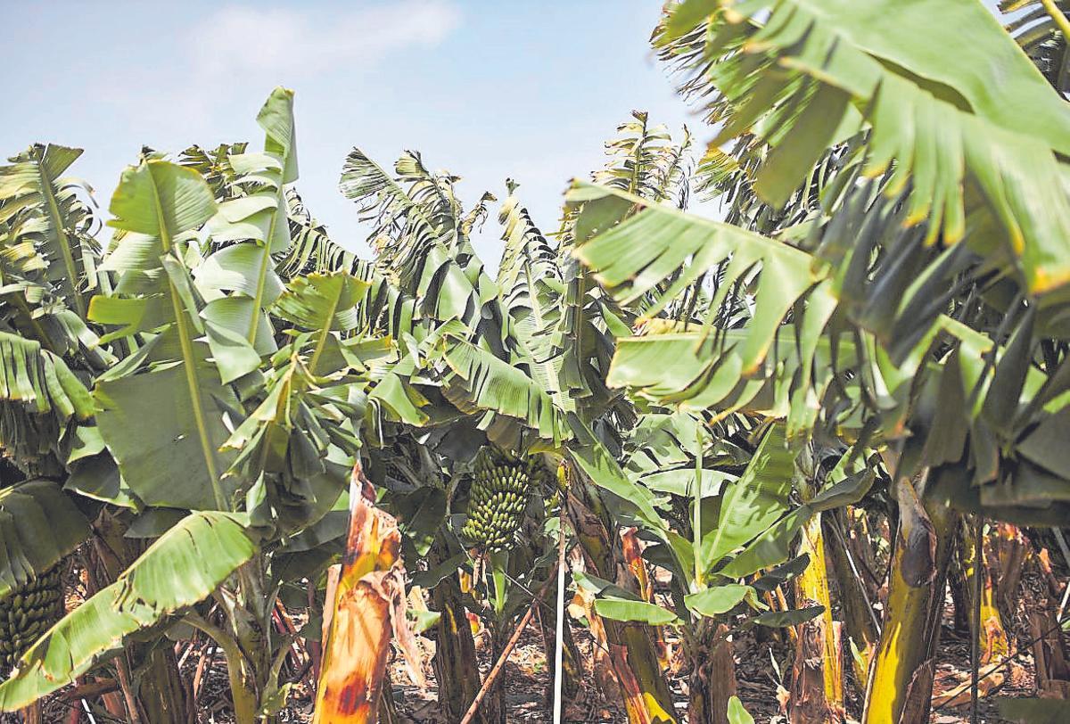 Finca de plataneras.