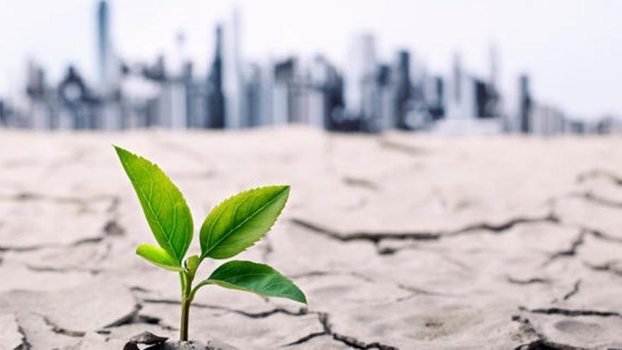 La desertificación avanza en amplias zonas del planeta.