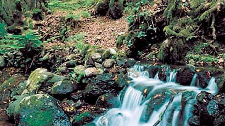 Canarias, paraíso de la biodiversidad