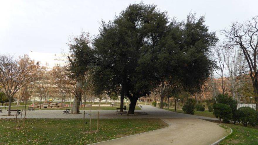La dejadez pone en peligro a los árboles singulares de Zaragoza