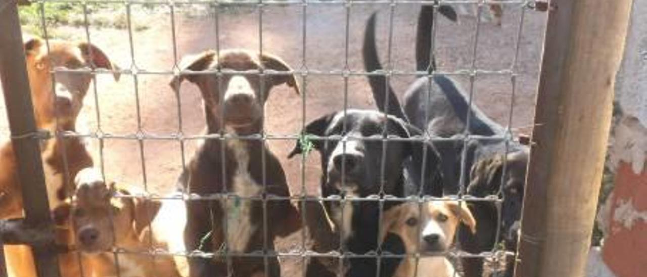 El dueño de los perros de Simat niega que hayan atacado a un caballo y mordido a una persona