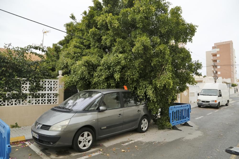 Un árbol de una vivienda particular de Nueva Torrevieja ha caído sobre la calzada