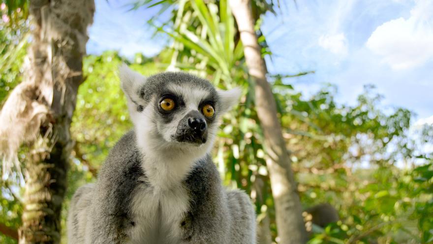 Bioparc Fuengirola: las ventajas de tener un plan asegurado…. ¡para todo el año!