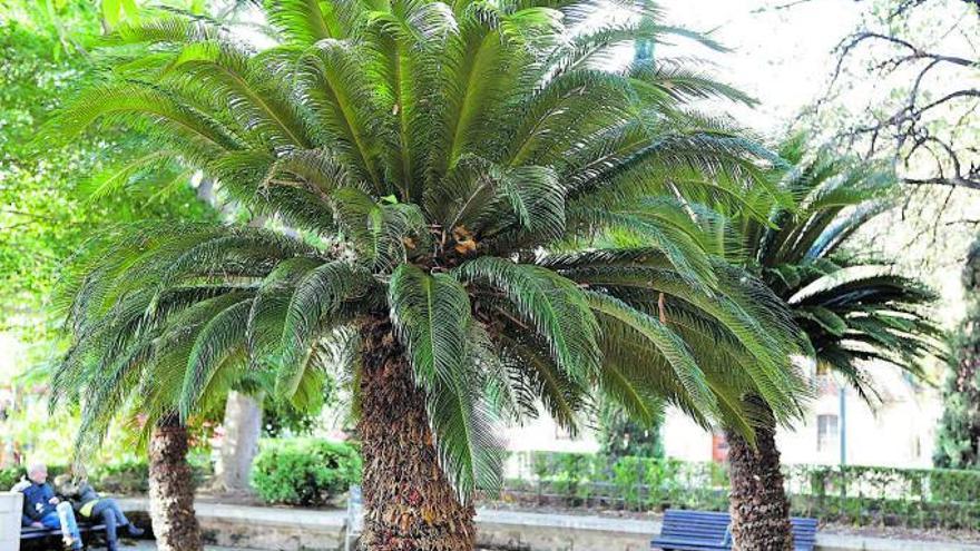 Im s’Hort del Rei in Palma wachsen die Palmfarne wie selbst ausgesät in der Wildnis, gruppenweise in gebührendem Abstand.