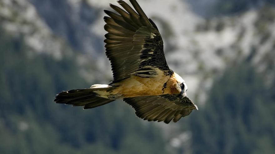 La fauna recupera su espacio debido a un &quot;espejismo&quot; pasajero