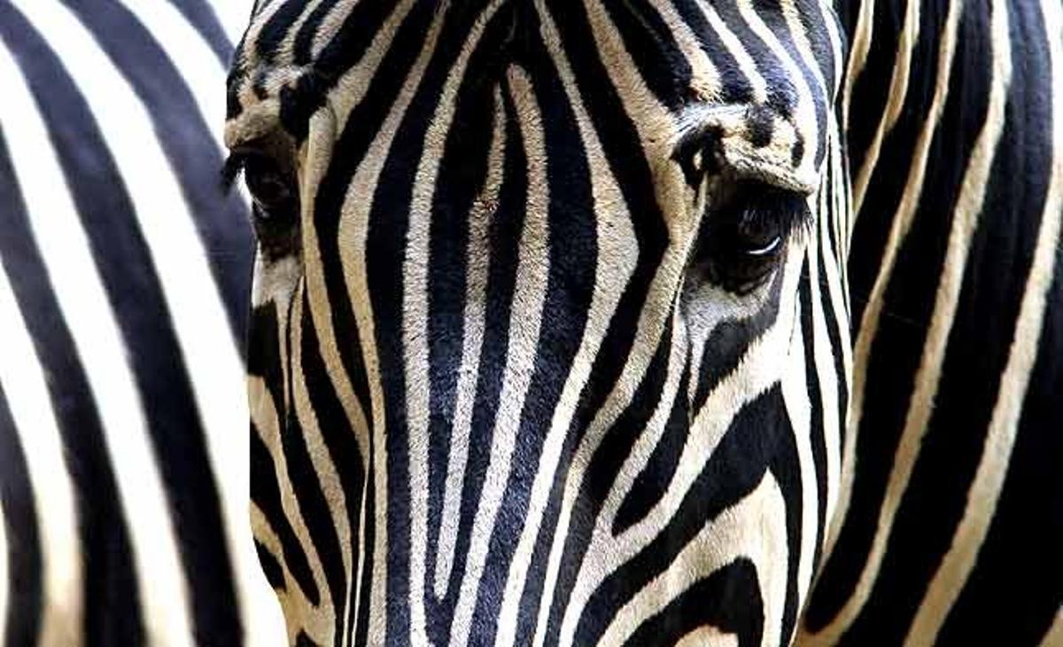 Un parell de zebres es resguarden a l’ombra al Zoo Dusit Zoo Lunes de Bangkok (Tailàndia).