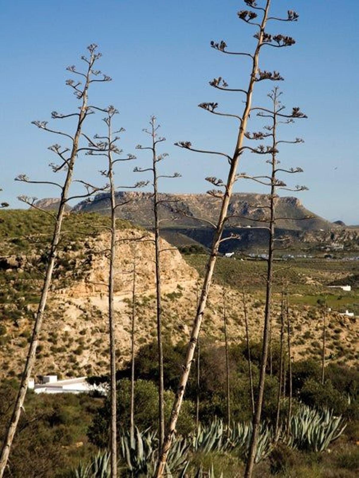 Los paisejes del Parque Natural Cabo de Gata-Níjar se define por su aridez casi de desierto.