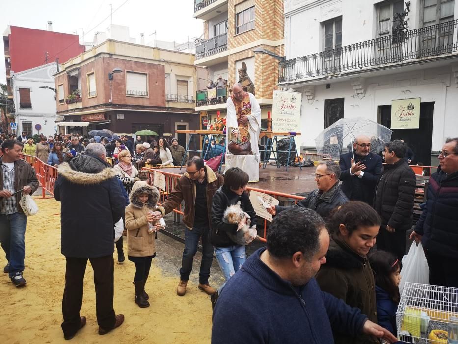 Bendición de animales en Xirivella.