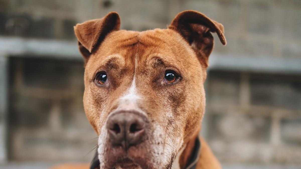 Uno de los perros que se puede adoptar.