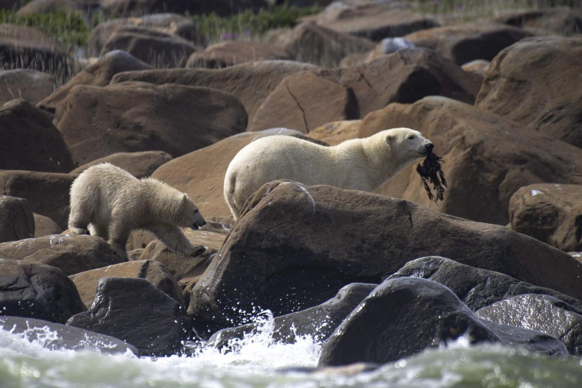 Así viven los osos polares en Hudson Bay, cerca de Churchill (Canadá).