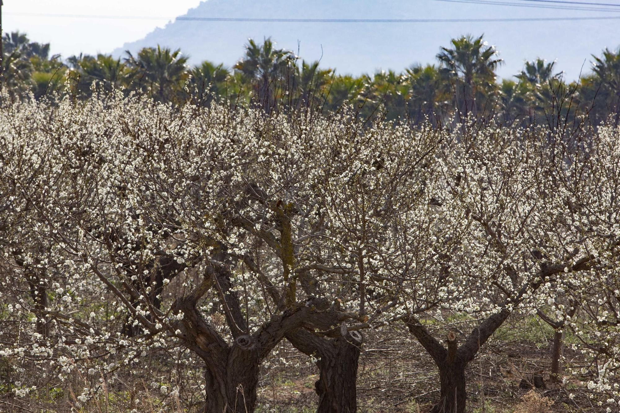 Los almendros en flor ya alegran los paisajes valencianos