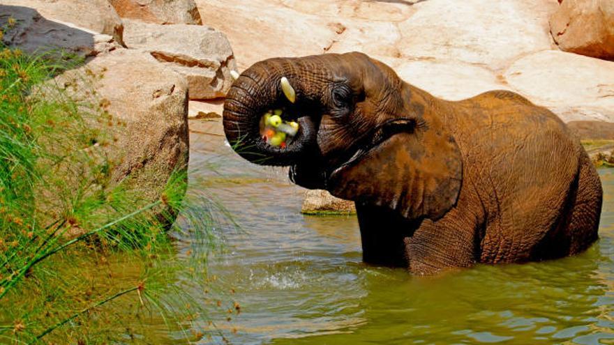 Un elefante dle parque se refresca ante el calor del verano
