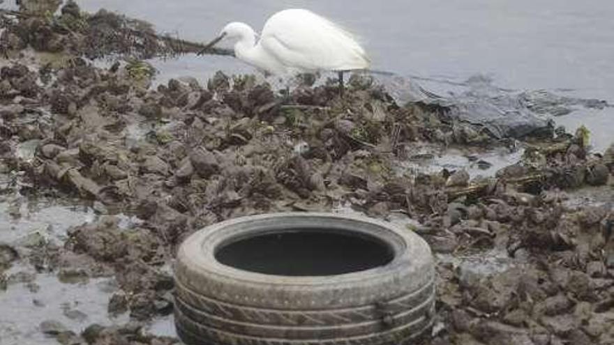 El Parlamento europeo urge la limpieza de la ría de O Burgo