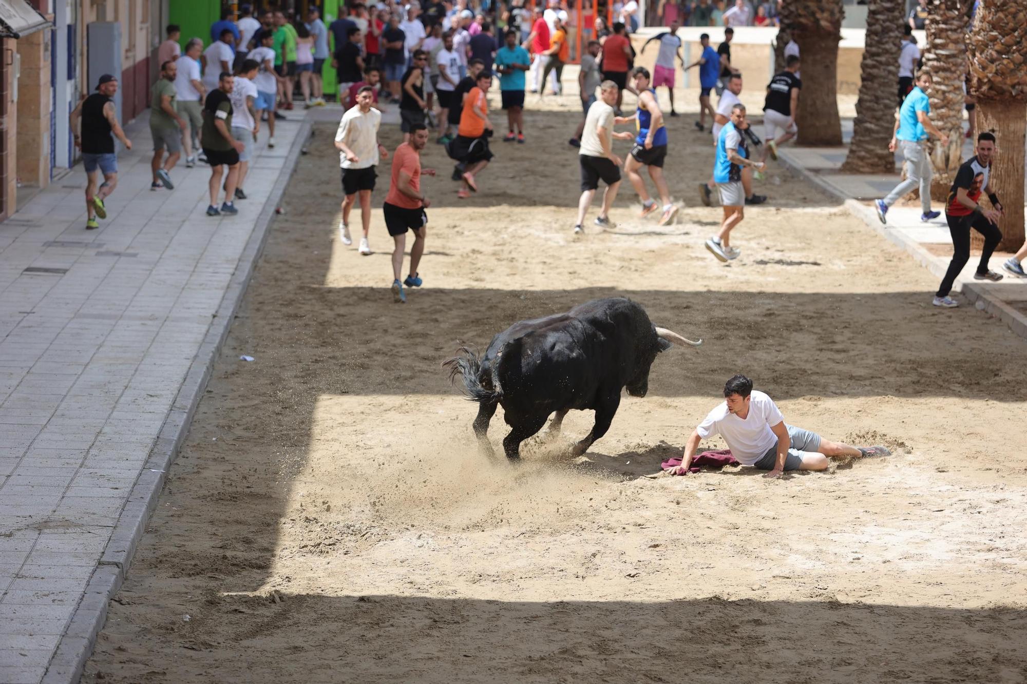 Encierro de cerriles en las fiestas de Sant Pere del Grau