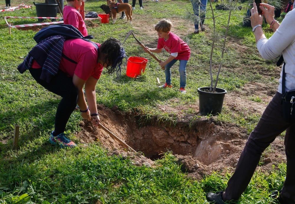 Los palmesanos siembran 300 árboles y plantas arbustivas en el parque de Sa Riera