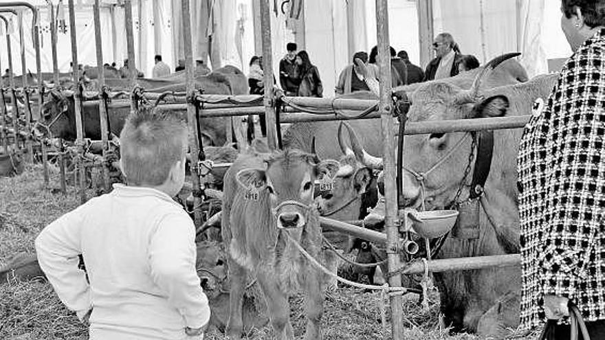 Asistentes a la feria «Llangréu Natural», ayer, en La Felguera.