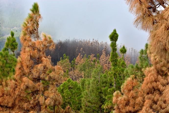 INCENDIO CUMBRE