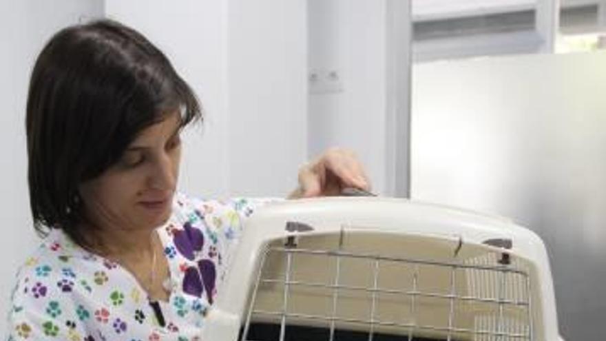 Invierten casi  3.000 euros para esterilizar 13 gatas en San Vicente