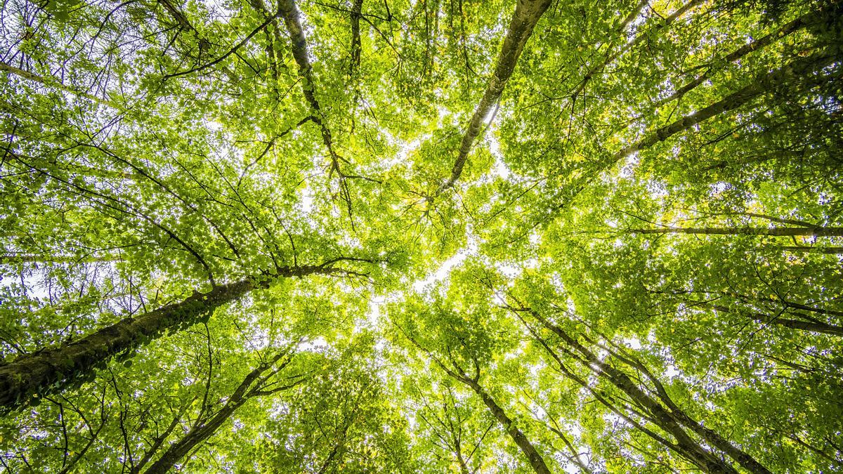 ¿España se desertifica o gana bosques?