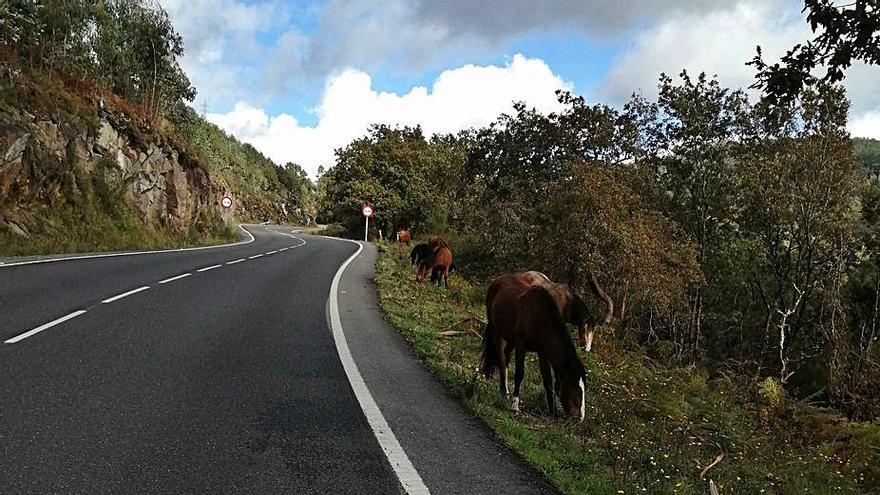 La Policía acude en tres ocasiones a la PO-313 en un mismo día por la presencia de caballos