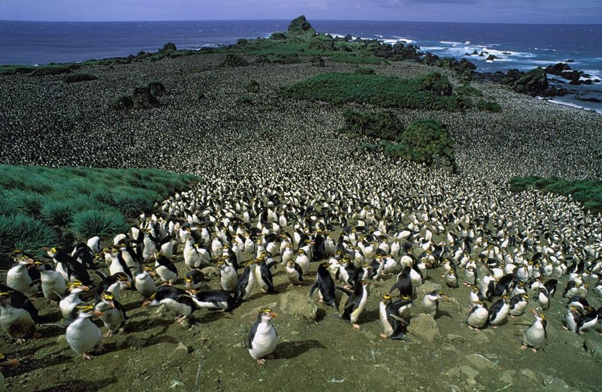 Pingüino real, en la isla Macquarie