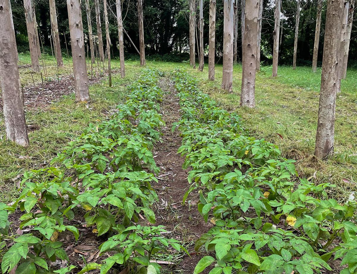 Cultivo de patatas en una finca de A Laracha, en la provincia de A Coruña.