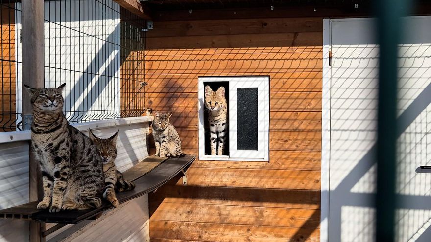 Varios felinos fueron rescatados en el mes de abril en Mallorca de la venta ilegal de mascotas a través de internet.