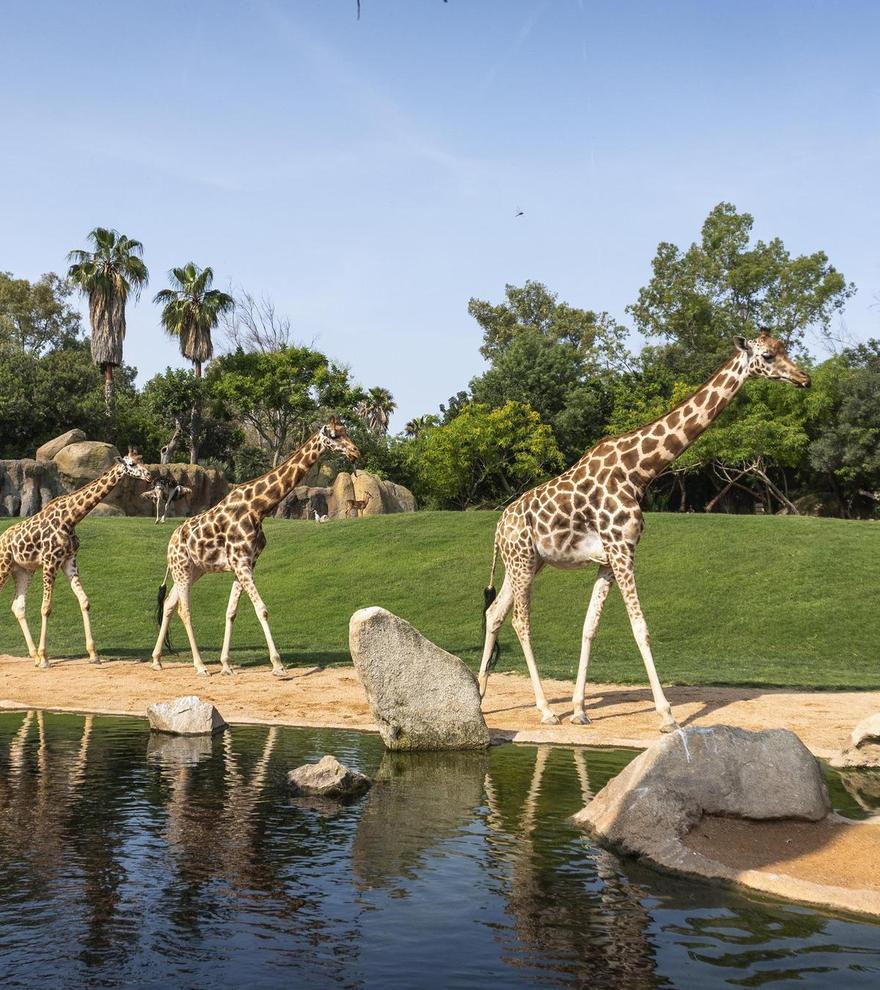 Este verano Bioparc ofrece un viaje para descubrir y proteger la naturaleza más salvaje y amenazada