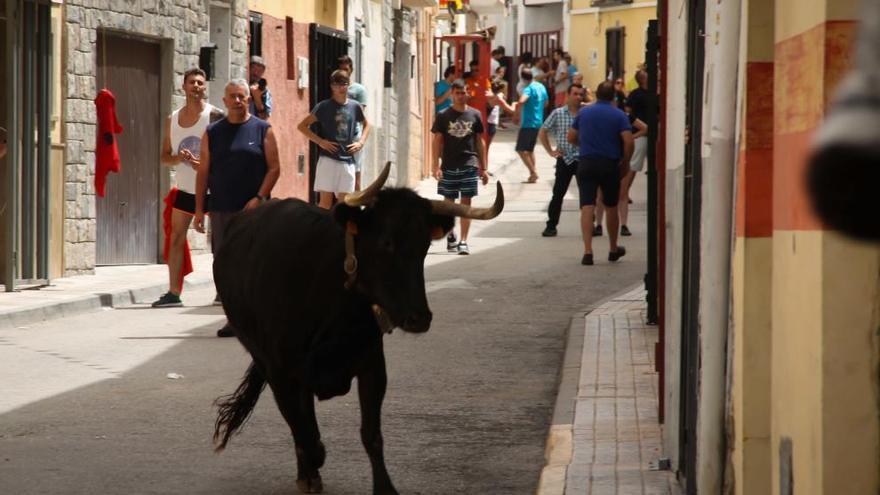 Imagen de la primera suelta de vacas en Tibi este año