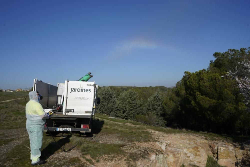 El tratamiento contra la procesionaria arranca en Zamora