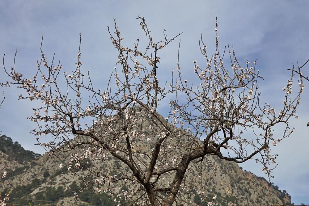 Mandelblüte