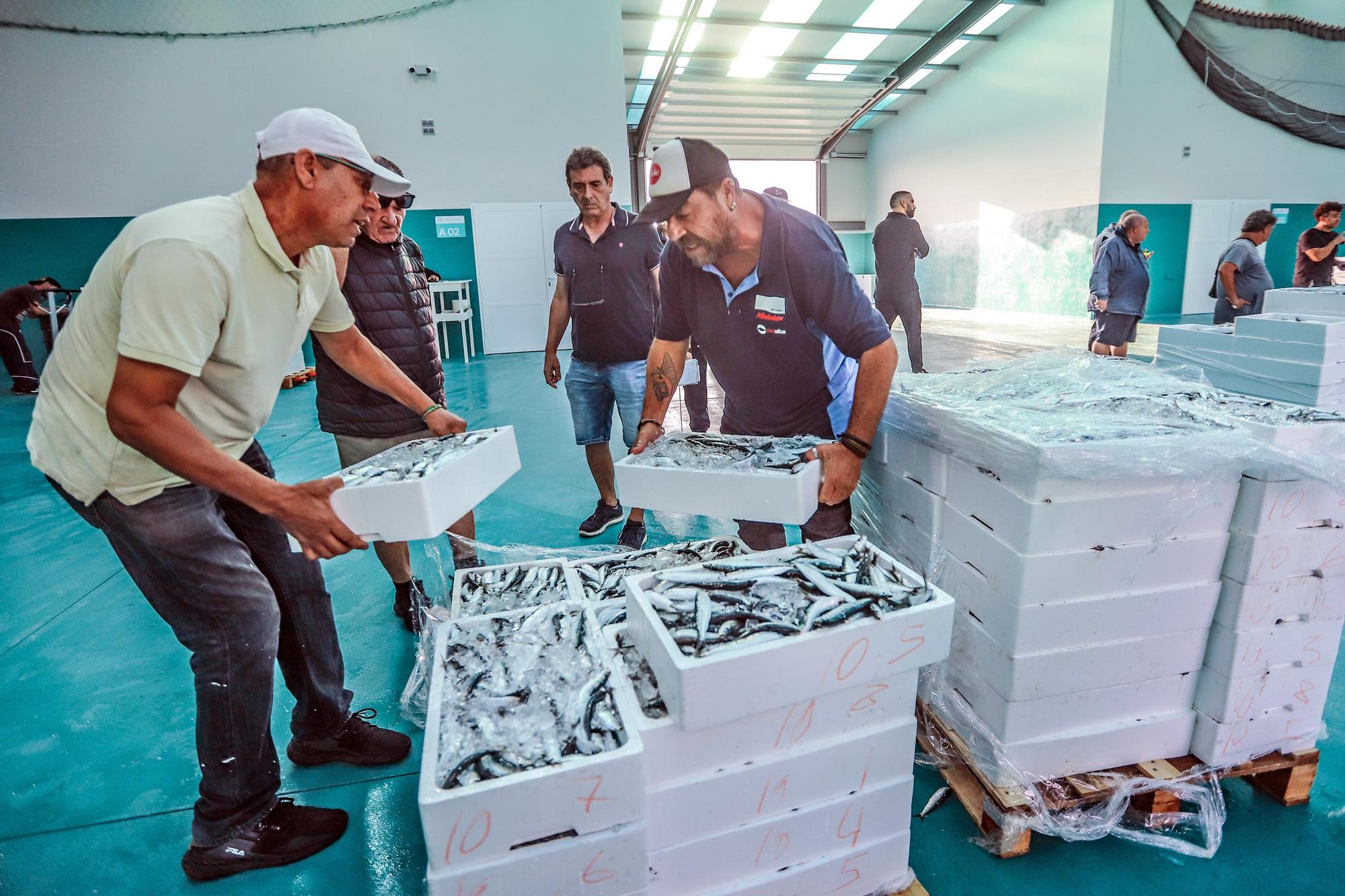 La subasta de la nueva lonja pesquera de Torrevieja se estrena con la venta de 13.000 kilos de boquerón y sardina