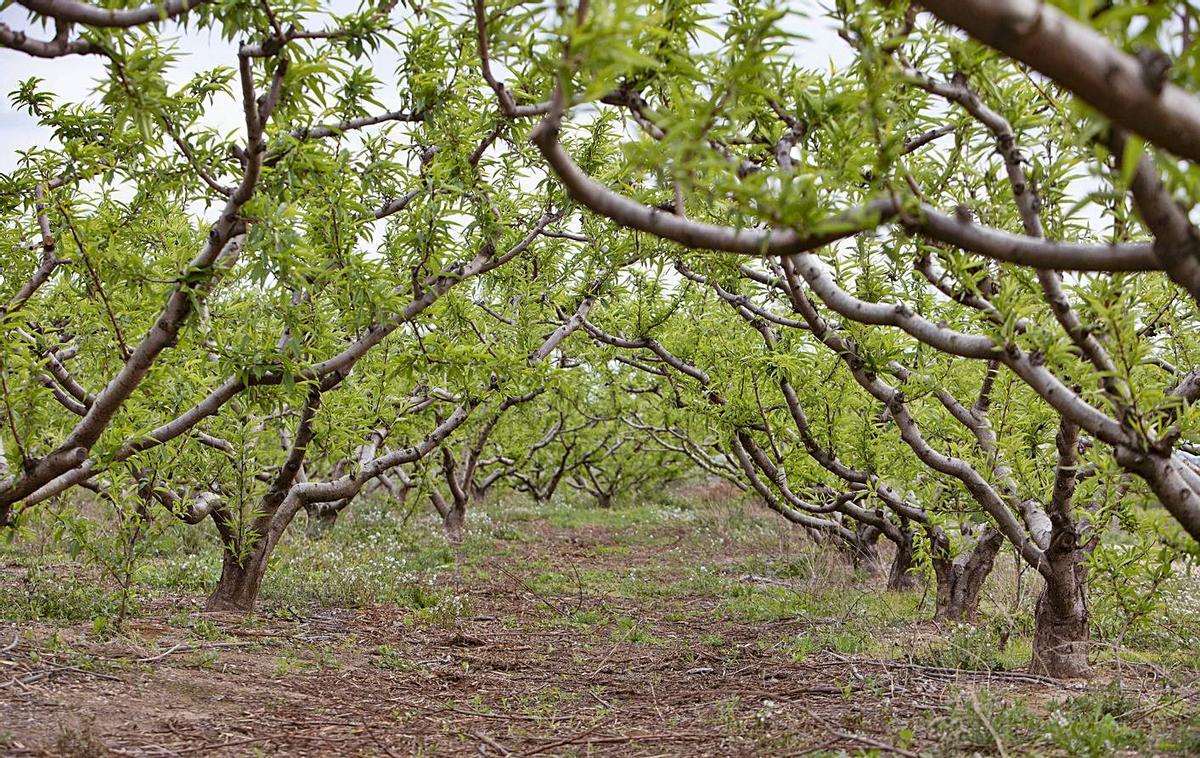 Un campo de melocotoneros de Carlet en una imagen de principios de mes. | PERALES IBORRA