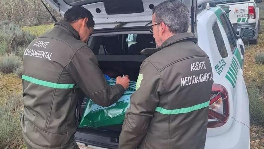 Agentes medioambientales durante la búsqueda de animales envenenados. | J. N.