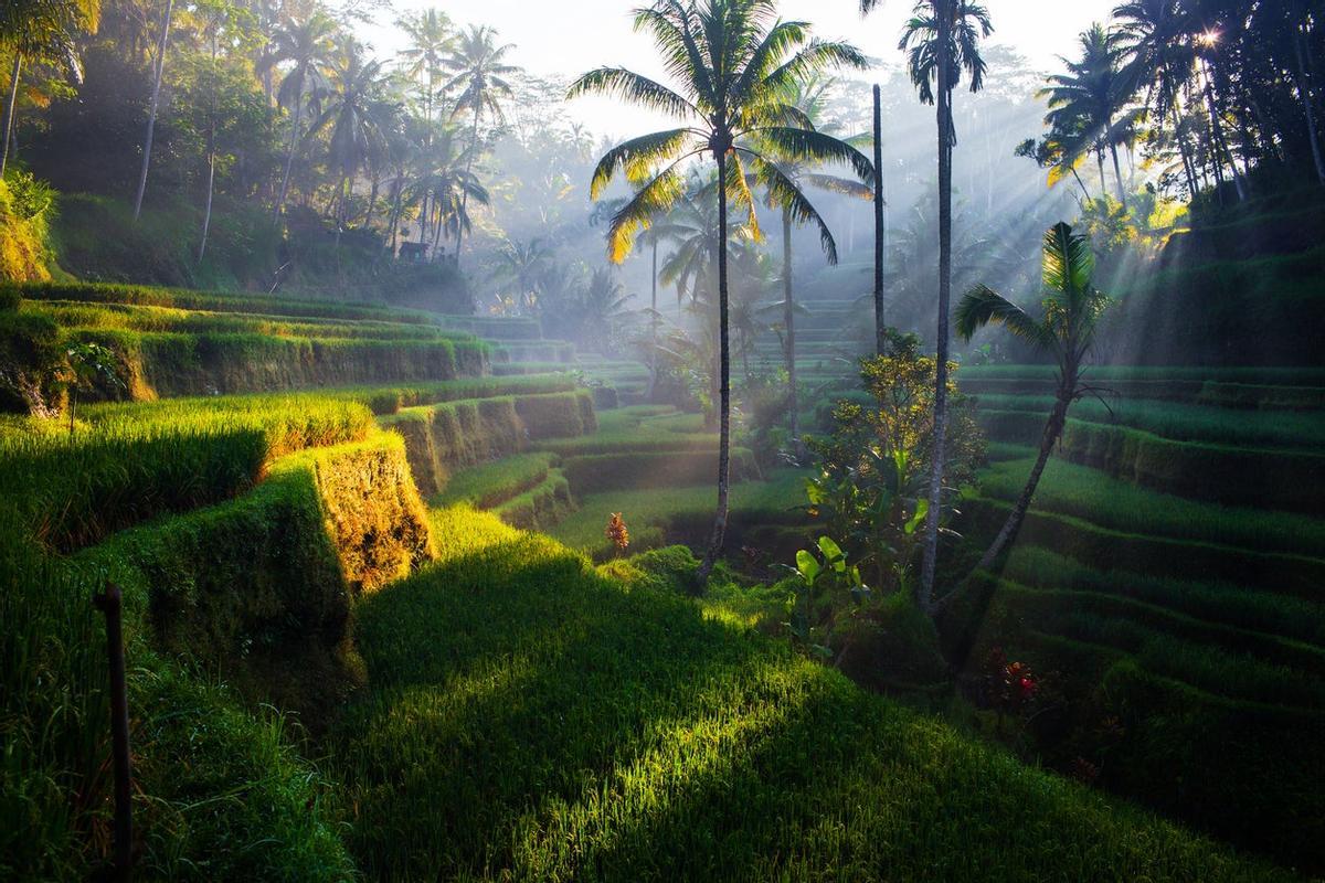 Campos de arroz en Bali, Indonesia