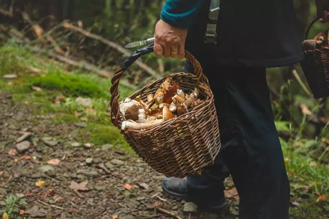 El paraíso rural que no te puedes perder causa verdadero furor entre los amantes de las setas