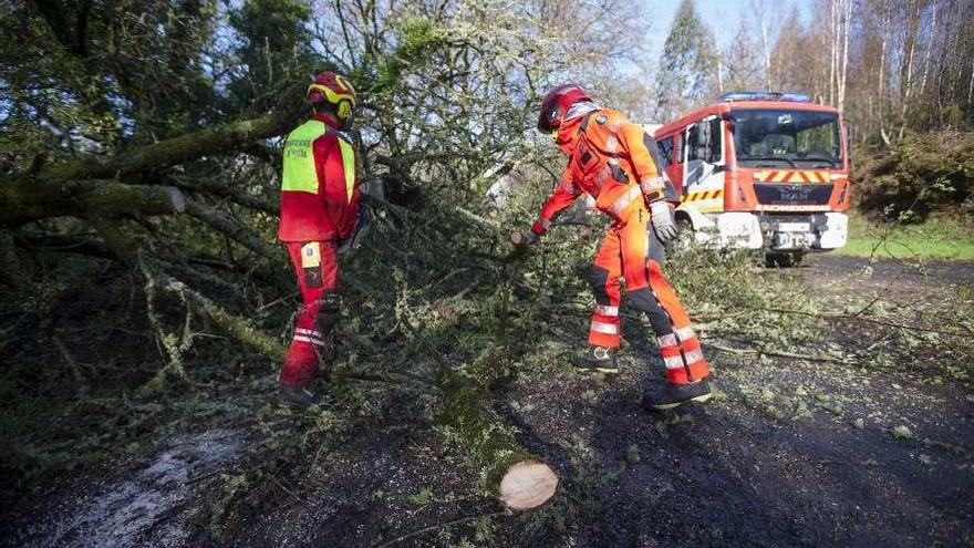 Emerxencias de A Estrada cortó casi 30 árboles caídos sobre viales por las borrascas. // Bernabé / Cris M.V.