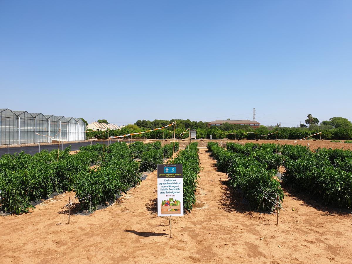 Cultivos de pimientos en la finca de la Fundación Cajamar.