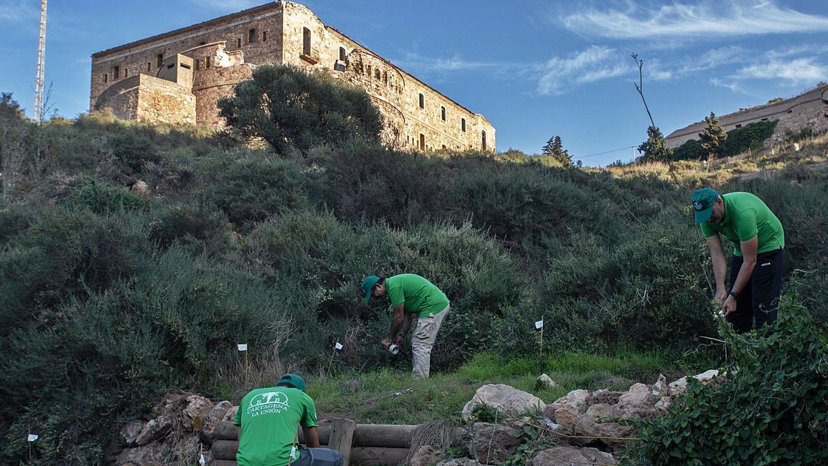 Miembros de la asociación Arba realizan trabajos previos a la plantación en el entorno de la batería y el cuartel de Fajardo. | LOYOLA PÉREZ DE VILLEGAS